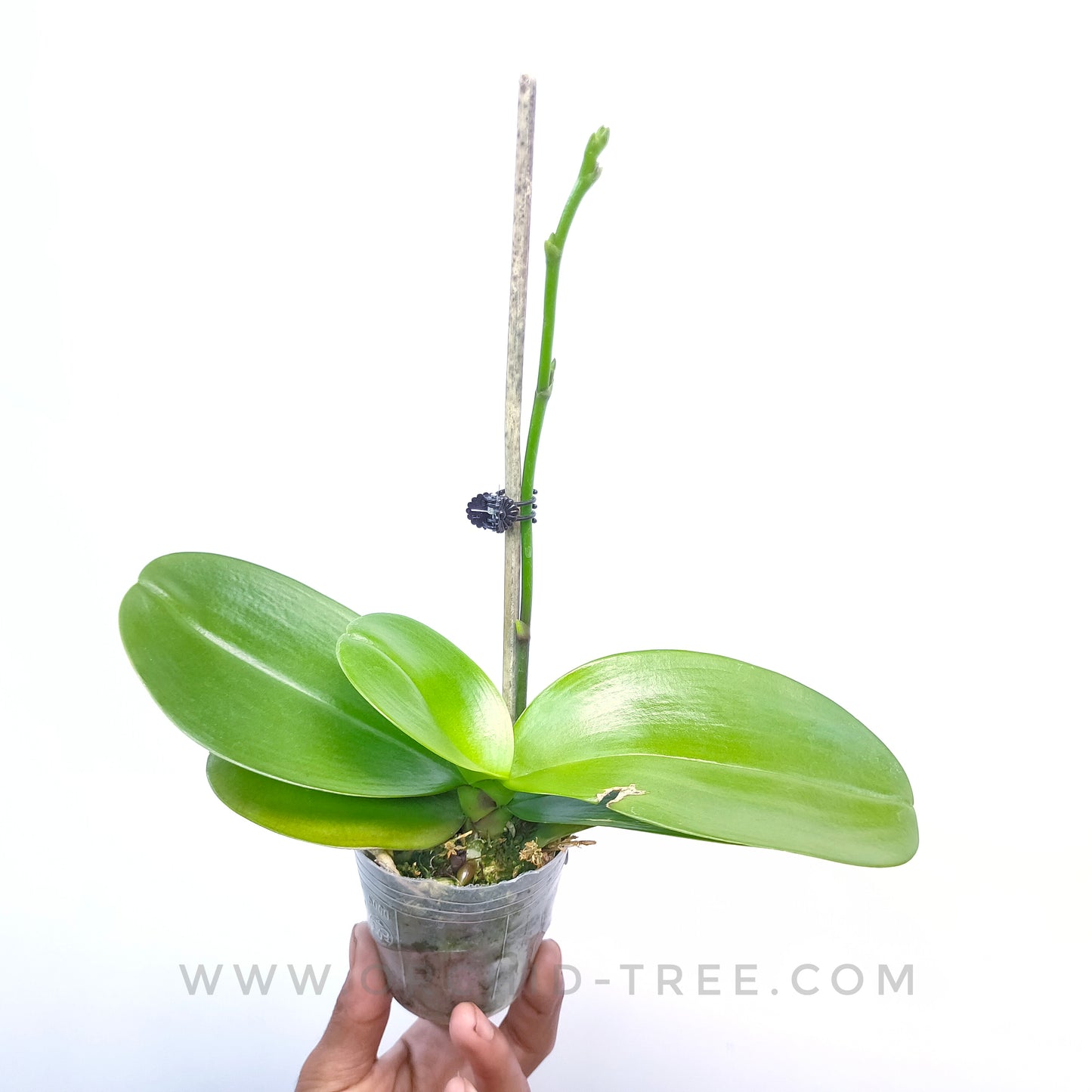 Phalaenopsis Sogo Relex - FF