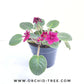 African Violet | Double Petal