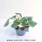 African Violet | Single Petal