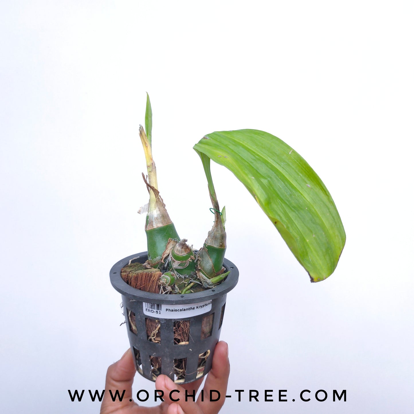 Phaiocalanthe Kryptonite - BS - Buy Orchids Plants Online by Orchid-Tree.com