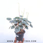 Peperomia Caperata