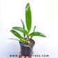 Cattleya Shin Shiang Diamond - FF