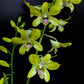 Dendrobium Genting Royal - FF