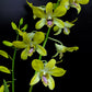 Dendrobium Genting Royal Orchid Plant - FF