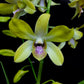 Dendrobium Genting Royal - BS