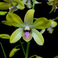 Dendrobium Genting Royal Orchid Plant - FF