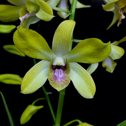 Dendrobium Genting Royal Orchid Plant - BS