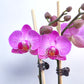 Phalaenopsis Shu Long Sweet - FF