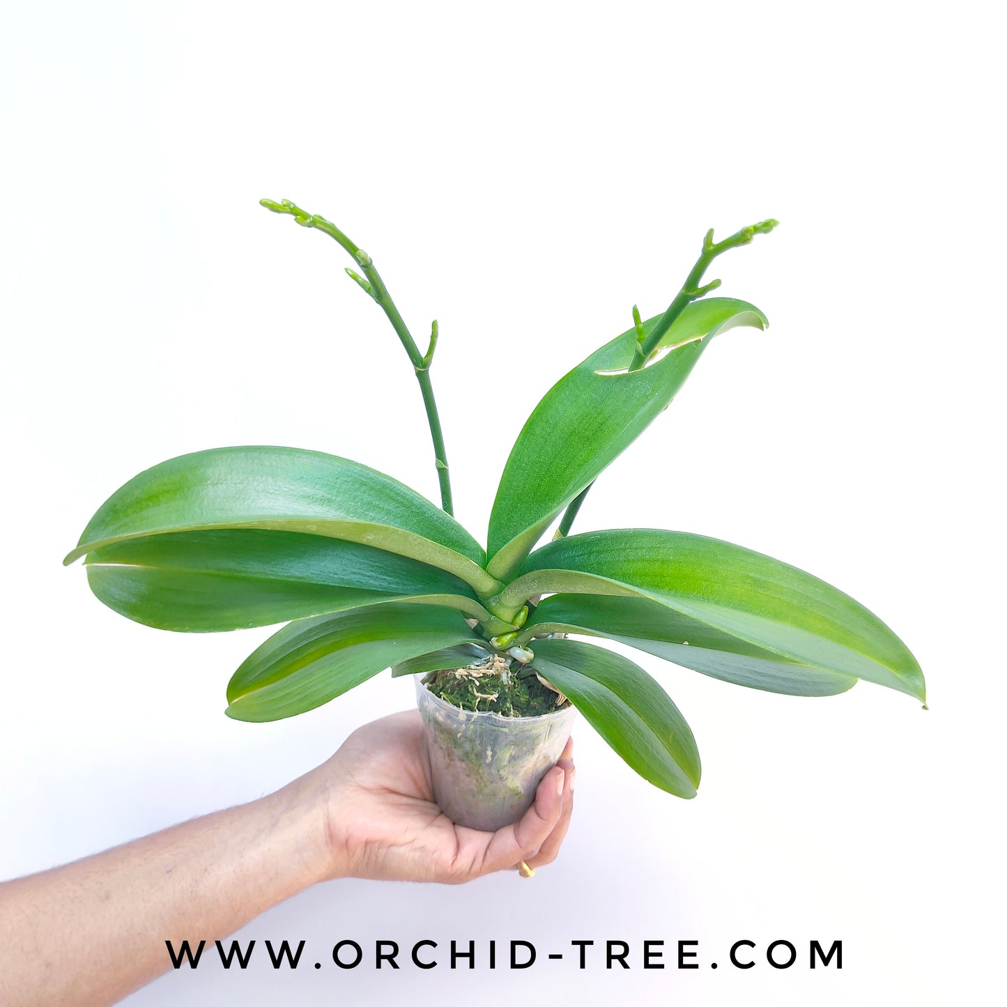 Phalaenopsis Younghome Little Spirit - FF - Buy Orchids Plants Online by Orchid-Tree.com