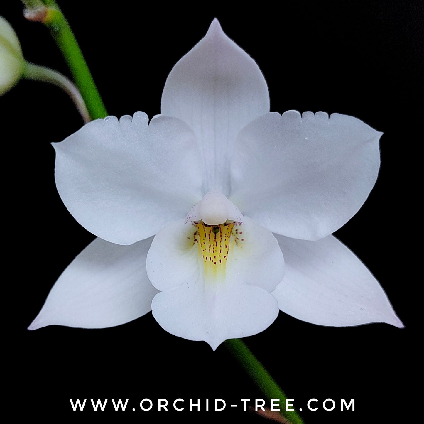 Cattleya Snowflake (Dialaelia Snowflake) Orchid plant - BS