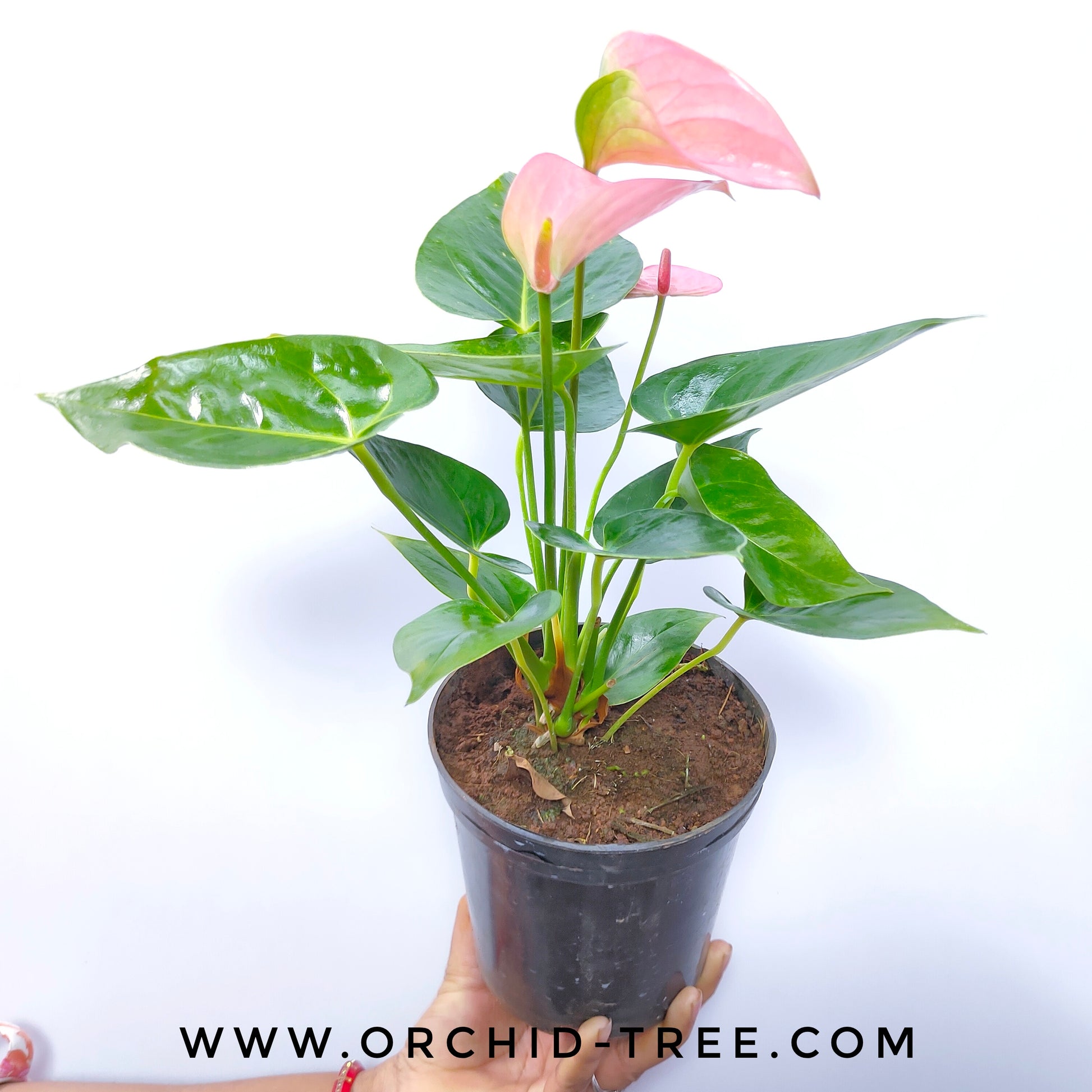 anthurium plants for sale in bangalore Buy Anthurium Pink Orchids With flowers | Buy Orchid