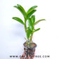 Dendrobium Morning Rabbit - BS
