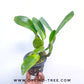 Cattleya Thaksina Candy - BS