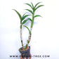 Dendrobium Liberty - FF