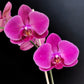 Phalaenopsis Sunshine Coast - FF