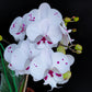 Phalaenopsis Fuller's Al-Plus -FF