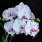 Phalaenopsis Fuller's Al-Plus -FF