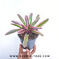 Bromeliad - Buy Orchids Plants Online by Orchid-Tree.com