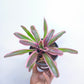 Bromeliad - Buy Orchids Plants Online by Orchid-Tree.com