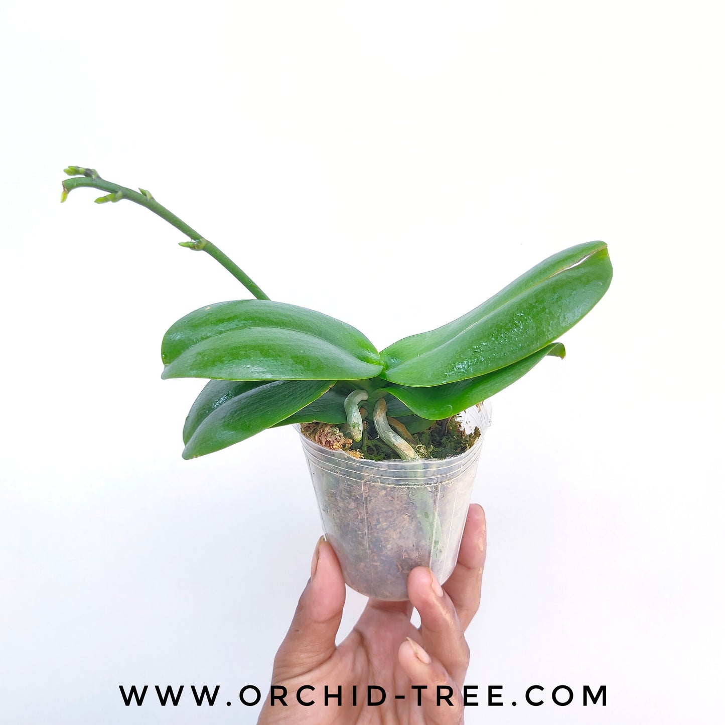 Phalaenopsis Miki Lovely Girl - BS