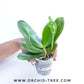 Phalaenopsis Zheng Min Anaconda - BS