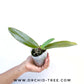 Phalaenopsis Zheng Min Anaconda - BS