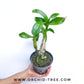 Dendrobium White Doraemon - BS