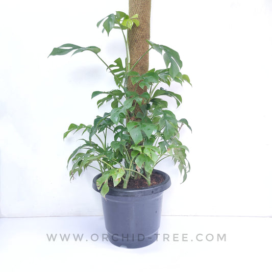 Rhaphidophora Tetrasperma | Mini Monstera