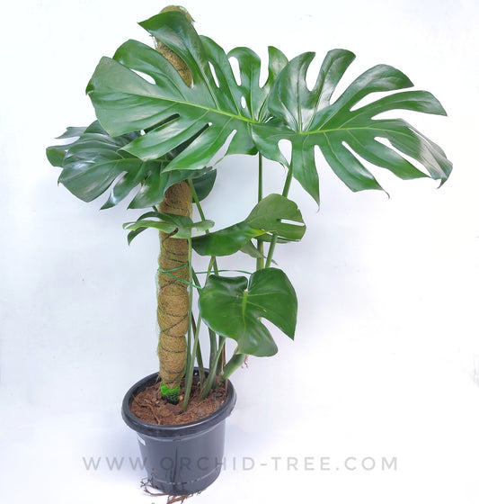 Monstera Deliciosa Plant