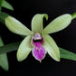 Dendrobium Caesar Bangkok - FF