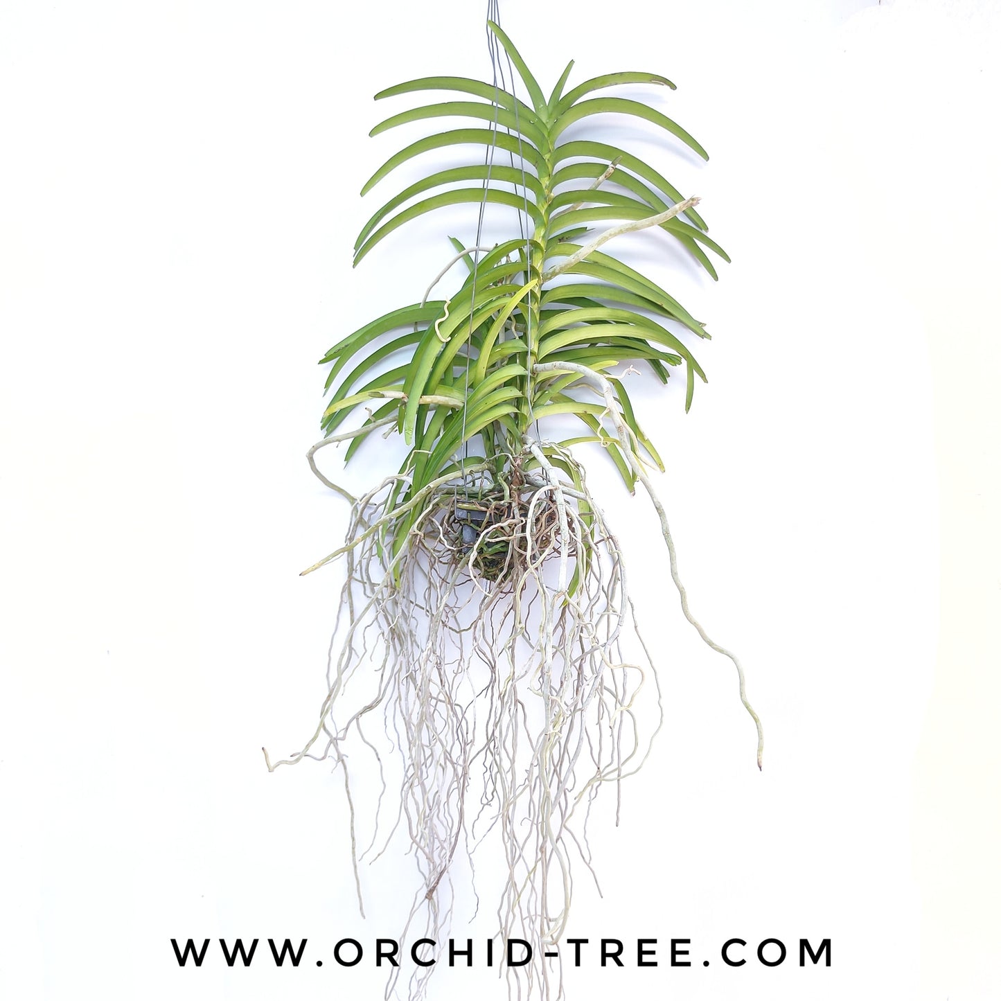 Vanda tessellata 'Blue' - BS