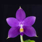 Phalaenopsis violacea var. indigo × sib - FF