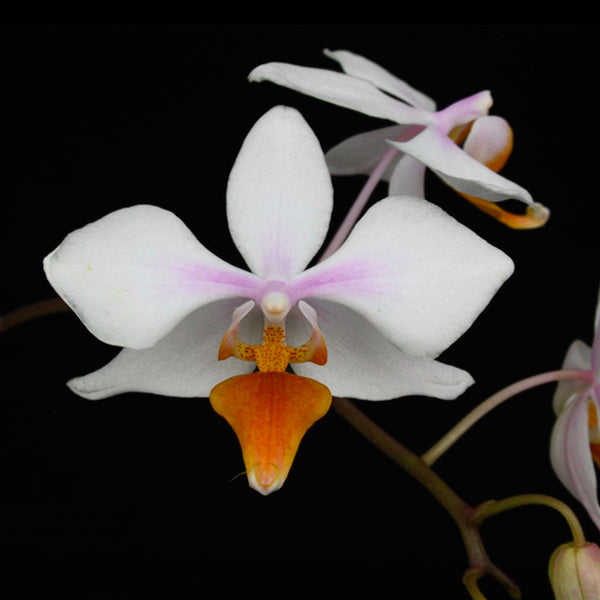 Phalaenopsis  X intermedia var. Yellow Lip × sib - Without Flowers | BS - Buy Orchids Plants Online by Orchid-Tree.com