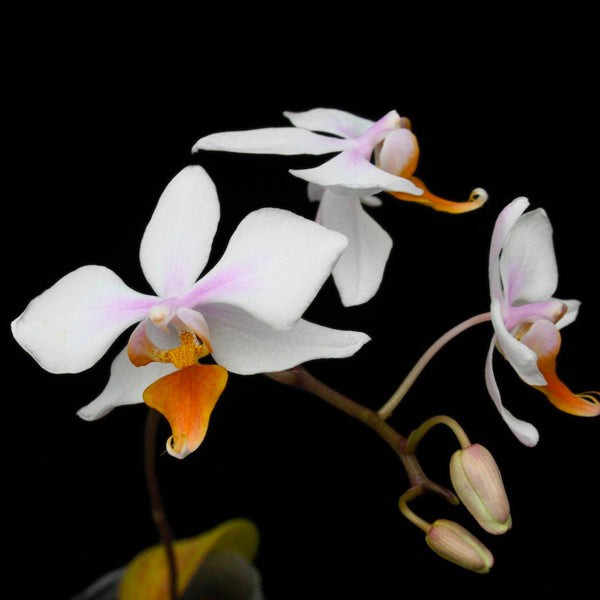 Phalaenopsis  X intermedia var. Yellow Lip × sib - Without Flowers | BS - Buy Orchids Plants Online by Orchid-Tree.com