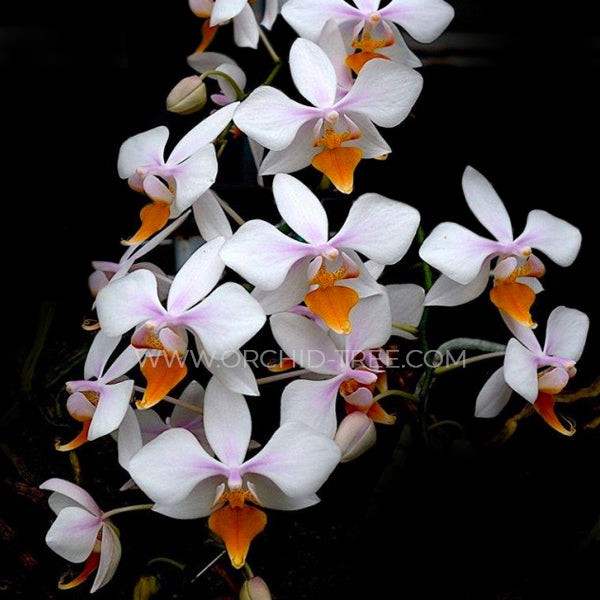 Phalaenopsis  X intermedia var. Yellow Lip × sib - Without Flowers | BS - Buy Orchids Plants Online by Orchid-Tree.com