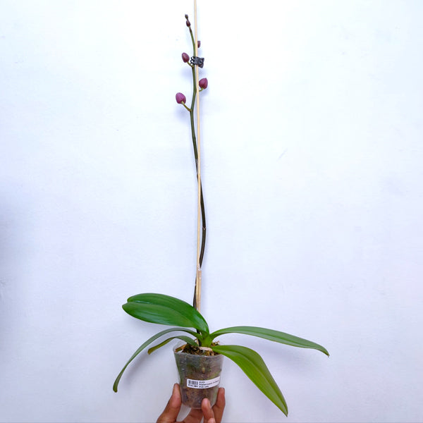 Phalaenopsis Jiuhbao Pink Lady - Without Flowers | BS