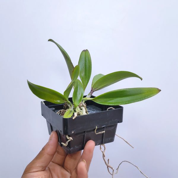 Cattleya Jairak Cosmos - BS