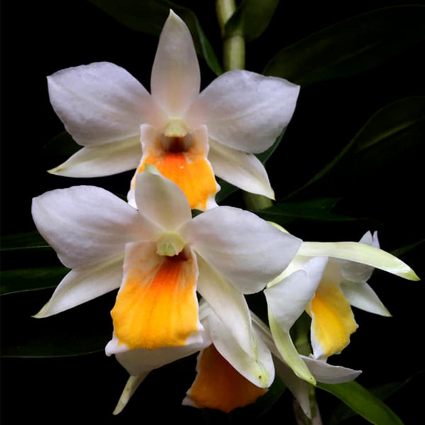 Dendrobium Jairak Dawn Yellow Lip - BS - Buy Orchids Plants Online by Orchid-Tree.com