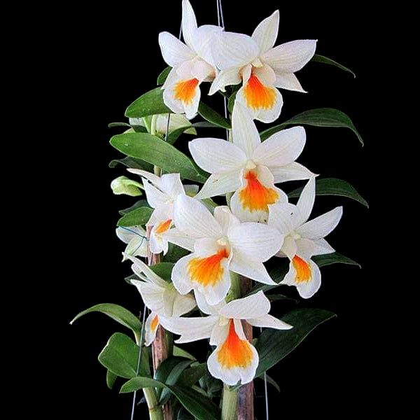 Dendrobium Jairak Dawn Yellow Lip - BS - Buy Orchids Plants Online by Orchid-Tree.com