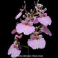 Tolumnia Jairak Firm Sweet Pink - BS