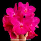 Cattleya (Cattleytonia) Jamaica Red - BS - Buy Orchids Plants Online by Orchid-Tree.com