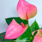 Anthurium Joli Pink - FF