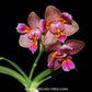 Phalaenopsis Joy Fairy Tale - BS