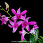 Dendrobium Judy Ruth - BS