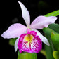 Cattleya Taiwan Big lip 'FANGtastic' - Without Flowers | BS - Buy Orchids Plants Online by Orchid-Tree.com