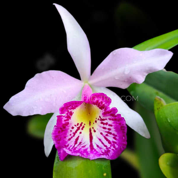 Cattleya Taiwan Big lip 'FANGtastic' - Without Flowers | BS - Buy Orchids Plants Online by Orchid-Tree.com