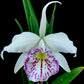 Cattleya Taiwan Big lip 'FANGtastic' - Without Flowers | BS - Buy Orchids Plants Online by Orchid-Tree.com