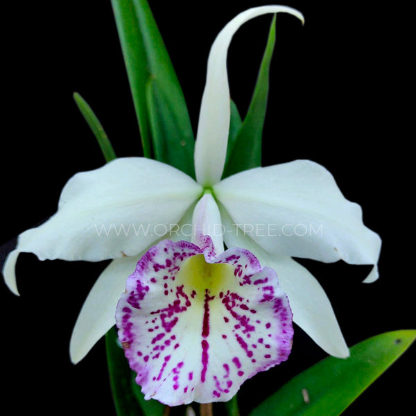Cattleya Taiwan Big lip 'FANGtastic' - Without Flowers | BS - Buy Orchids Plants Online by Orchid-Tree.com