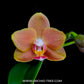 Phalaenopsis KS Pride Golden Diamond - BS