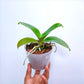 Phalaenopsis KS Pride Golden Diamond - BS